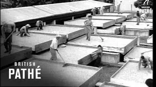 Colombian Coffee Harvest (1957)