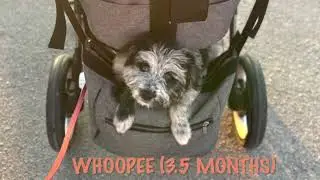 Whoopee - crazy pyrshep puppy (3.5 months old)