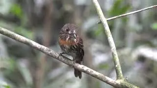 White whiskered Puffbird, Rainforest Discovery Center, Gamboa, Panama.