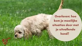 Overleven: hoe kom je door moeilijke situaties met je uitvallende hond?