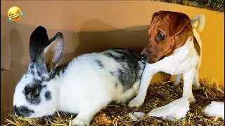Funny ANIMALS videos 😂 RABBIT🐇vs DOGS🐩and CATS🐈