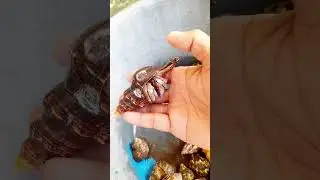 menemukan kelomang purba
