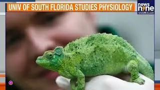 Salamander & Chameleon Tongues Work Alike | Study Could Inspire Engineering Innovations | News9