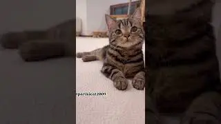 Kitten meow best of the week #cutecates#kitten#cute #shorts#shotfeed#ytshorts #youtubeshorts#cat