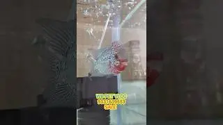 Flowerhorn available in kolkata exotic pet shop #yt #short #viral #kolkata #pet #fish #flowerhorn