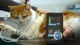 Измерение артериального давления petMAP &trade; от Mano Medical