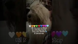Hello Sidney #dog #fluffy #animal #fluffly #cutedog #pets #dogbreed #trending #shorts #wholesome