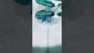 My Tiny Net's Best Catch Yet This Adorable Betta !🏆 #fish #bettafish #bettafishthailand