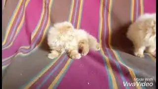 Semi Punch kittens | Delivery all over India | Cute kittens