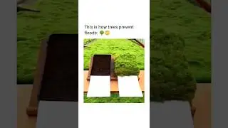 trees prevent floods #faccif #information #information #youtubeshorts #viralvideo