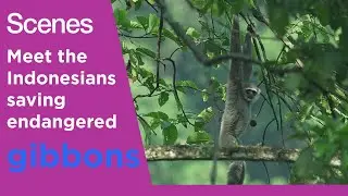Scenes: The Indonesian conservationists saving endangered gibbons
