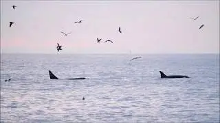 Transient Orcas at Channel Islands