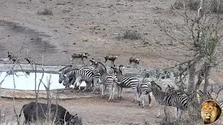 Amazing Zebra And African Wild Hunting Dogs Drink Together