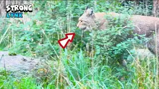 Lynx and Wild Cat Walking Around
