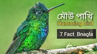 hummingbird life story Bangla(মৌউপাখি)Fact about hummingbird Bangla|Bird Facts #birdstory#birdslover