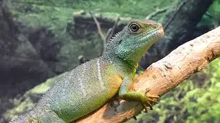 Chinese water dragon(lizard)🦎hd