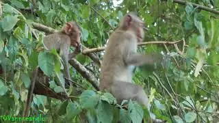 Monkey  Monkey Jade Mama Monkey ,The Monkey Julina Baby Happy Playing With Small Babies