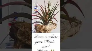 Plants of Colors #houseplantslover #houseplanthaul #houseplantsmakemehappy