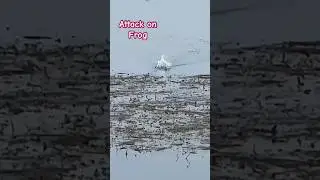 Attack on Frog #zakkfishing #fishing #shorts