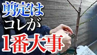 初心者が最初に剪定するとき兎にも角にもコレが一番大事です