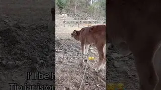 Singing to baby cows is in my job description #ranchlife #homestead #barnyardkaraoke #calf #farmlife