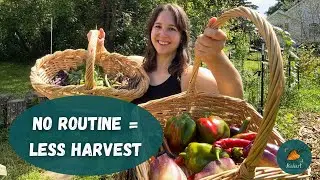 Daily Harvest Routine in August (and why routine can make or break your harvest)