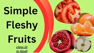 Simple Fleshy Fruits || Drupe ,Berry,Pome,Pepo,Balausta,Hesperidium|| class 12| In Hindi