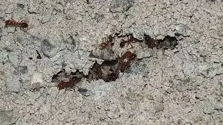 Golden Ants in Action | Rare & Beautiful Insects
