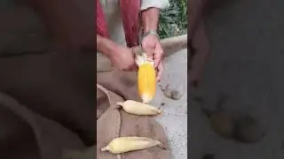 Yellow Corn - Sand Steam Yellow Corns #corn #popcorn #shorts #viral #ytshorts #youtubeshorts #foods