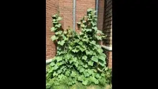 The Urban Foodscape: Edible Fence Project