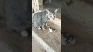 kucing bermain#vidio#cat#kitten#shorts#