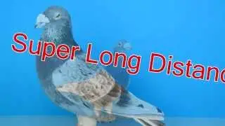 Learning about Pigeon in Hiroshima Japan (D-7)