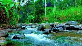 Natural Hidden Forest River Ambience for Healing Rest, Deep Sleep, and Calm Mind