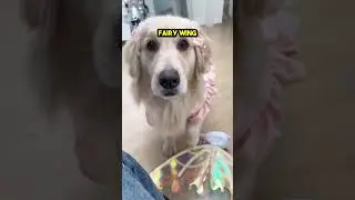 This Golden Retriever Turned into a Fairy 😲❤️
