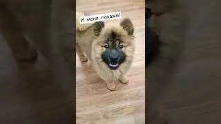 Щенок евразиера #eurasier #собака #dog #купить #shorts
