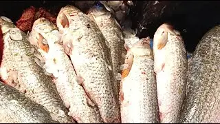 Fishing Hub Bagerhat is live now