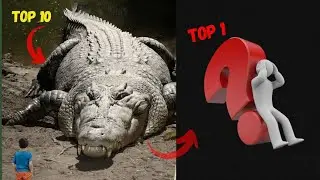 The deadliest crocodiles on Earth: Top 10 shocking contenders