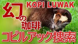 #1 幻のコーヒー・コピルアックを探せ！生息するジャングルへ潜入