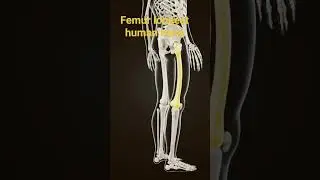 Femur bone🦴Body's strongest asset# Orthopedics #orthopedicsurgeon #bones #bonehealth #jointpain