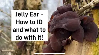 How to identify and use Jelly Ear!