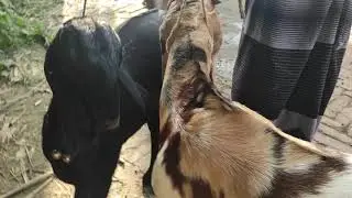তোতাপুরি বাচ্চা ছাগলের ভিডিও পেতে চ্যানেলটি সাবস্ক্রাইব করুন। আর যোগাযোগ করুন 01727 444160 এই নম্বরে