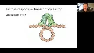 Regulation of the lac operon by Glucose