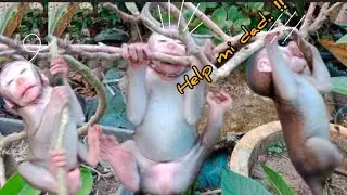 oMG.. ‼️ Kiekie's heart,... super active baby monkey 🤦&zwj;♂️🤦&zwj;♂️🙈🙈🙈