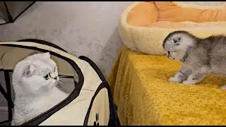 Mom cat is not ready to let her kittens go into the big world