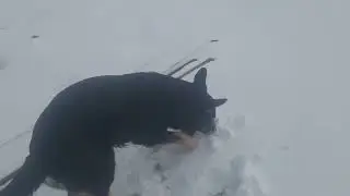 Sarge's 1st Snowday