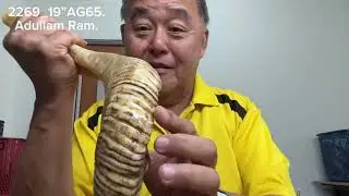 ShofarMaker v2269_19&rdquo; AG65. Adullam Gibborim Ram 2T fine tuned Shofar. Full Natural. 