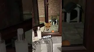 Лиса помогла цыплёнку вылупиться 🥲❤️