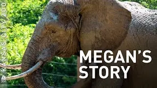 Megan's Story