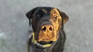 OLK9 Anchorage Alaska, Mastiff lab mix Named Bear has an amazing transformation