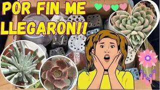 Llegaron LAS SUCULENTAS que me DEVUELVEN Y Compré MÁS!! 🌺🌿🇪🇨#plantas #suculentas #unboxing